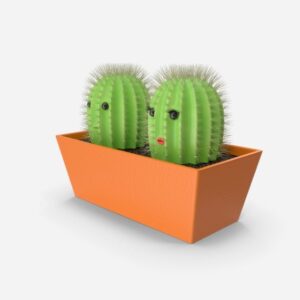 Miniature cactus